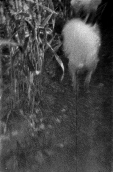 35mm GIF Animation of a dog