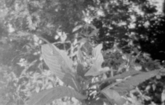 35mm GIF Animation of a some plants